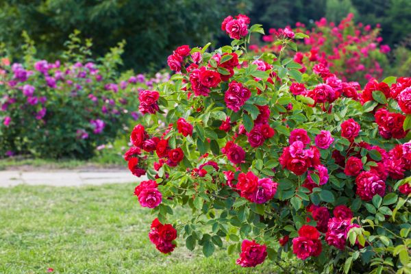 Shrub Trimming in Ankeny