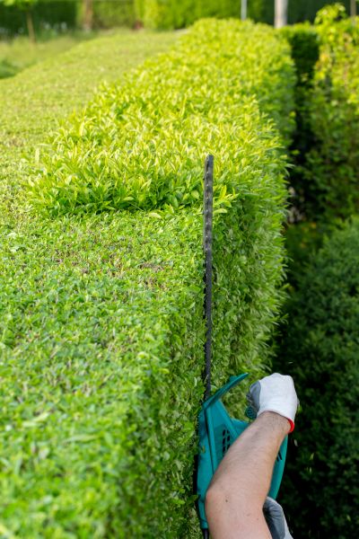 Hedge Trimming in Ankeny